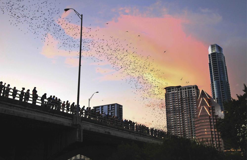 Bats of the Congress Avenue Bridge, Austin, TX